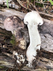 Phellodon violascens