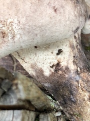 Phellodon violascens