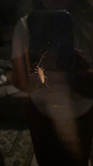 Centrodera