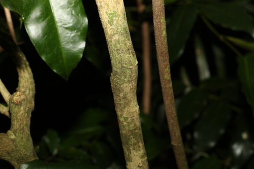 Image of Baloghia marmorata by (c) Greg Tasney, some rights reserved (CC BY-SA)