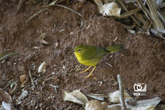 Myiothlypis flaveola
