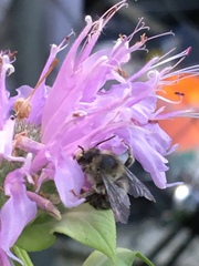 Anthophora terminalis