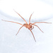 Gertsch's Socalchemmis Spider - Photo (c) Scott M Logan, some rights reserved (CC BY-NC), uploaded by Scott M Logan