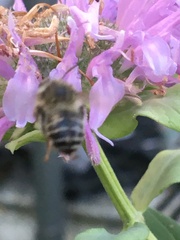 Anthophora terminalis