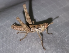 Psychomastax robusta