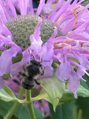 Anthophora terminalis