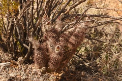Echinocereus chisosensis