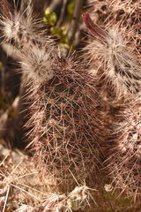 Echinocereus chisosensis