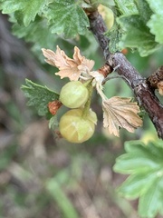 Ribes montigenum