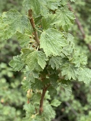 Ribes montigenum