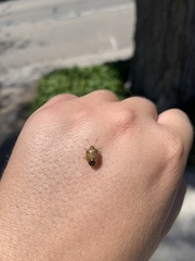 Holcostethus limbolarius