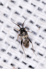 Spanagonicus albofasciatus