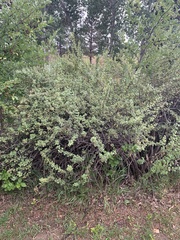 Ribes montigenum