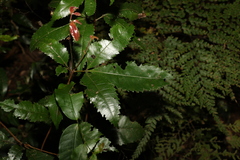 Pseudoweinmannia lachnocarpa