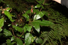 Pseudoweinmannia lachnocarpa