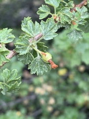 Ribes montigenum