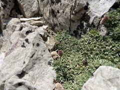 Petrophytum caespitosum caespitosum