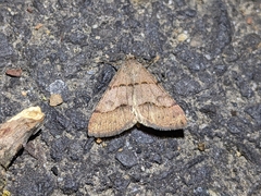 Hemeroplanis historialis