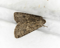Anarta oregonica