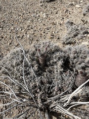 Echinocereus chisosensis