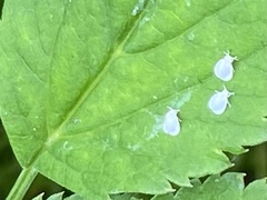 Aleyrodes proletella