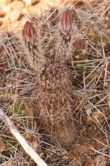 Echinocereus chisosensis
