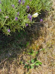 Pieris rapae