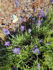 Pieris rapae