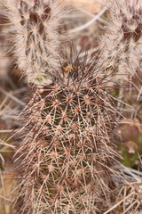 Echinocereus chisosensis
