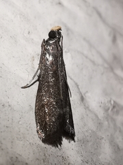 Eccopisa effractella