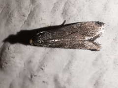 Eccopisa effractella