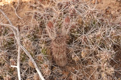 Echinocereus chisosensis