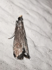 Eccopisa effractella