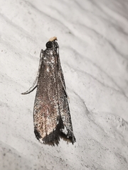 Eccopisa effractella