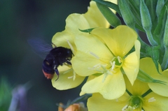 Bombus ignitus