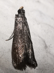 Eccopisa effractella