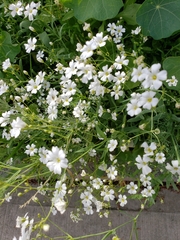 Gypsophila elegans