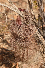 Echinocereus chisosensis