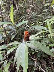 Costus comosus
