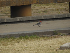 Paroaria coronata