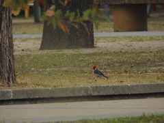 Paroaria coronata