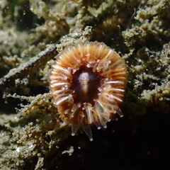Paracyathus stearnsii