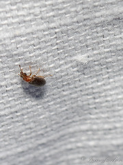 Notoxus murinipennis