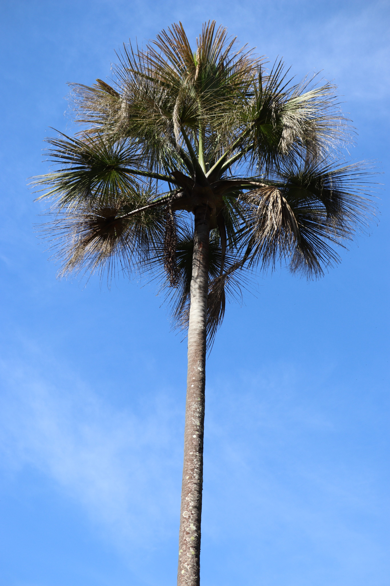Mauritia flexuosa