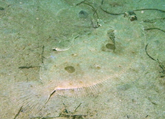 Xystreurys liolepis