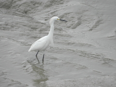 Egretta thula