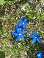 Gentiana verna