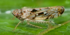 Scaphoideus veterator
