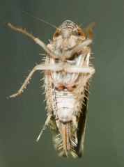 Scaphoideus veterator