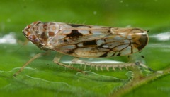Scaphoideus veterator